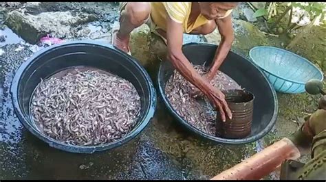 tamudios fish|Bagoong .